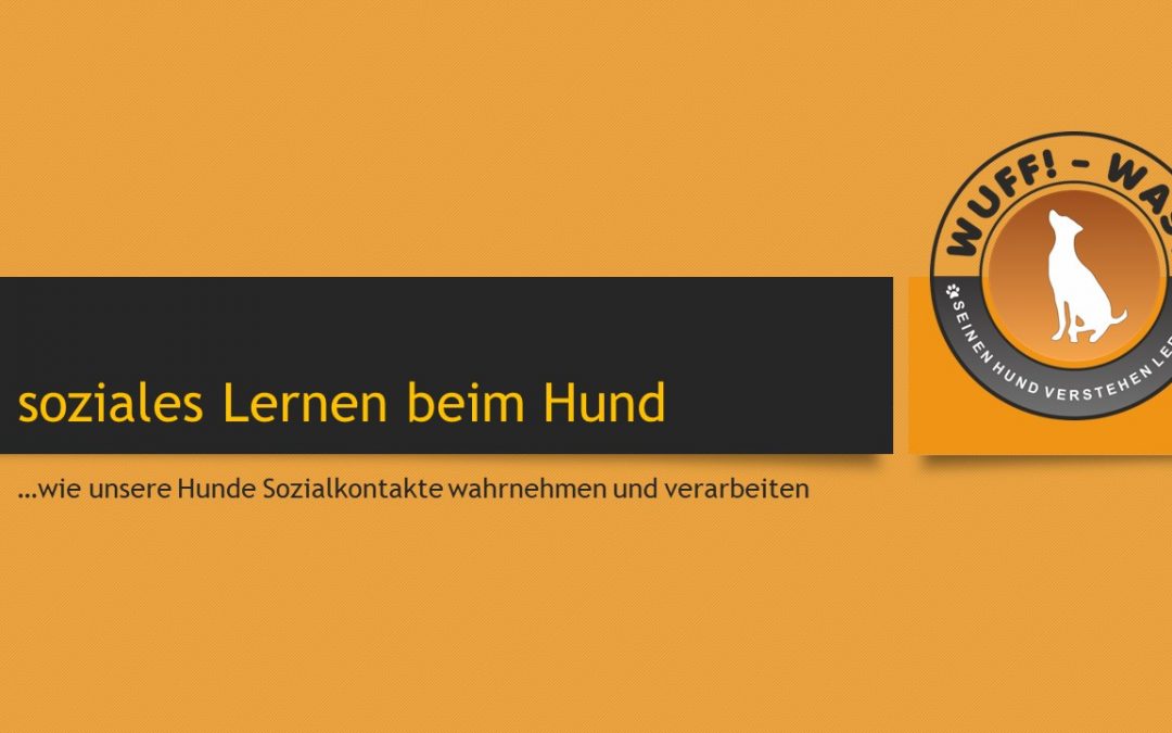 soziales Lernen beim Hund